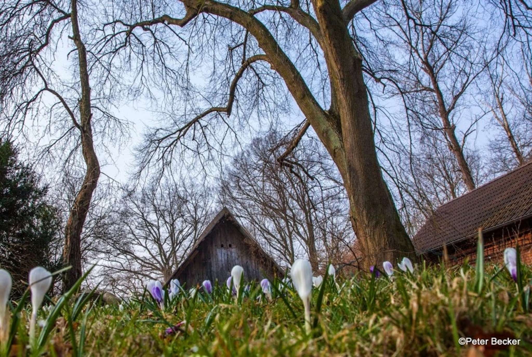 Der Frühling der Wildkräuter und Blüten im Spreewald